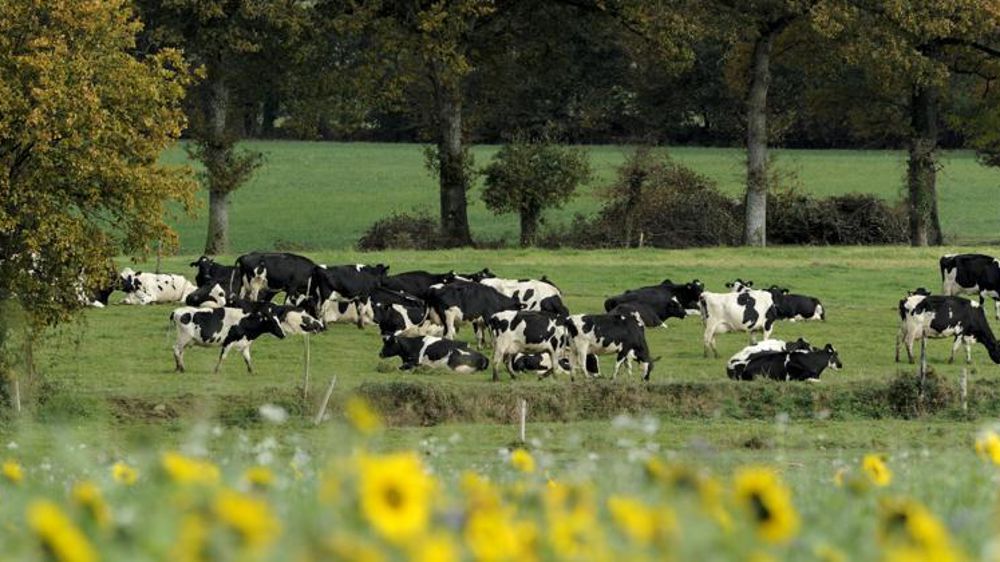 L’obligation de calculer et respecter des seuils de jours de présence au pâturage est notamment critiquée par la FRSEA. © Philippe Montigny